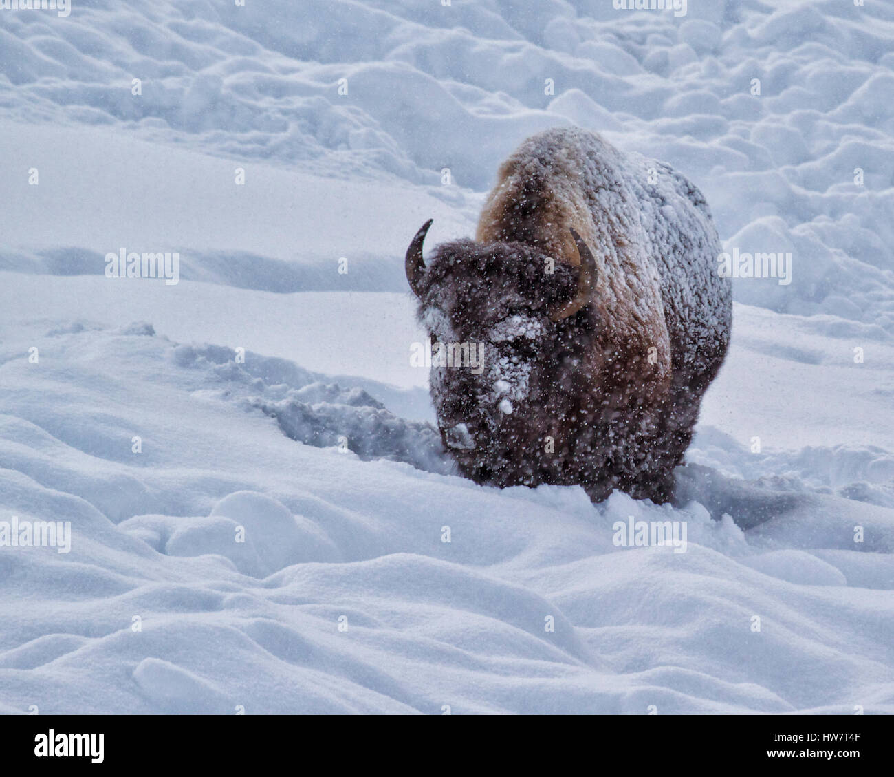 Bison snow yellowstone national park hires stock photography and