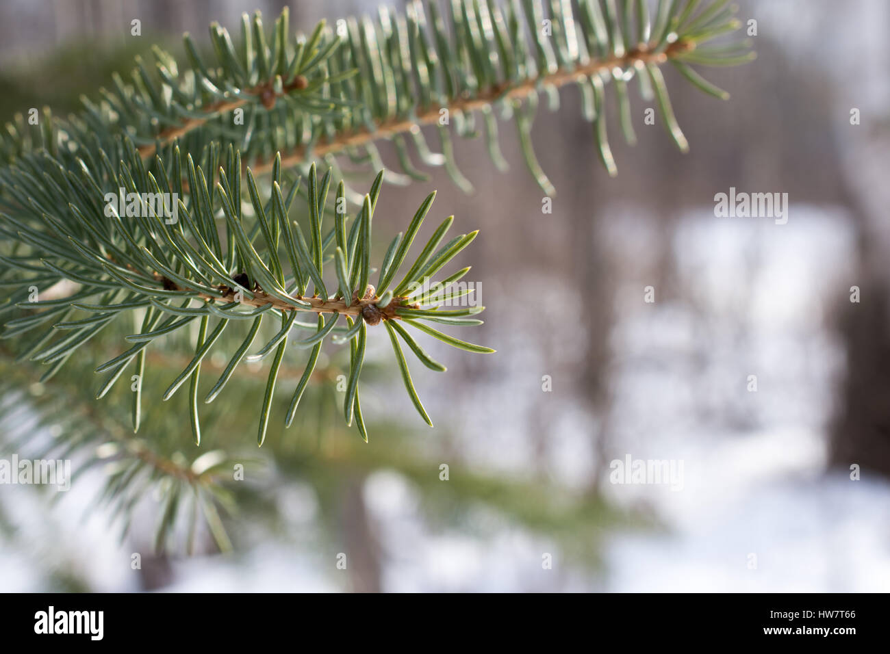Balsam Fir Needles in Winter Stock Photo