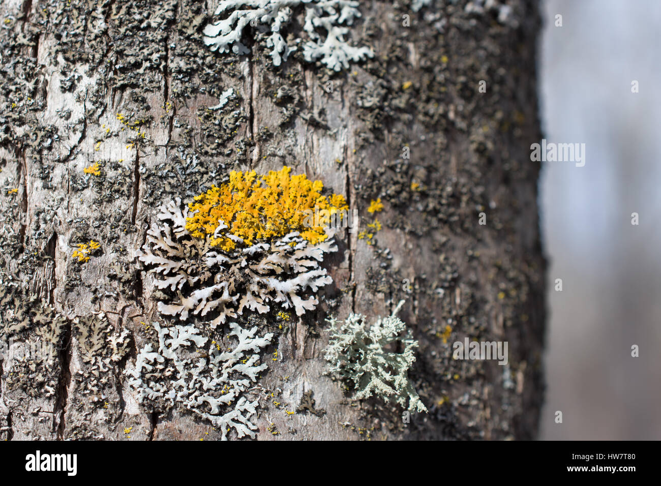 Black Ash Bark Closeup Stock Photo Alamy