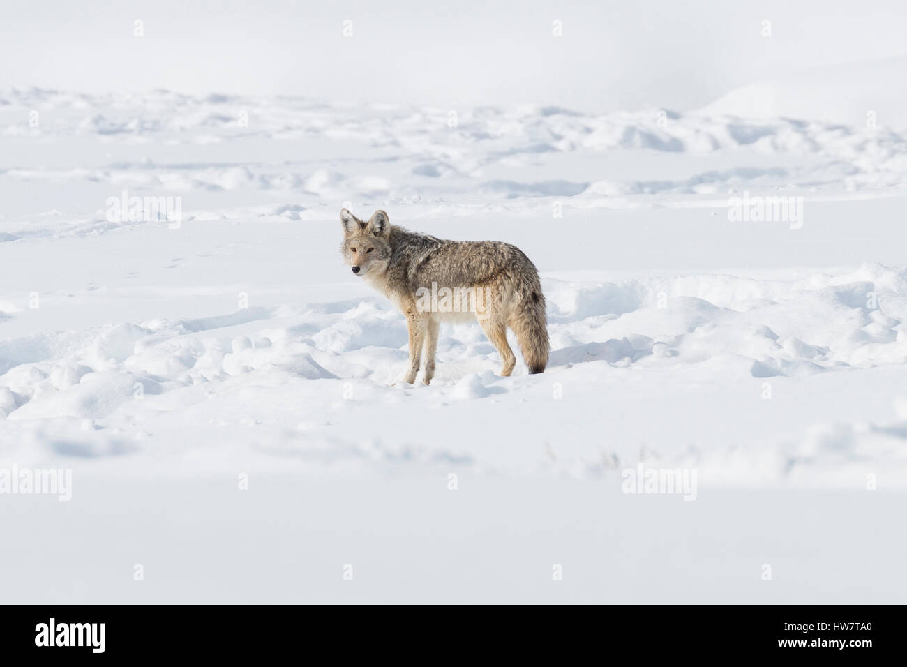Coyote checking out a snowmobile tour from Hayden Valley in Yellowstone. Stock Photo