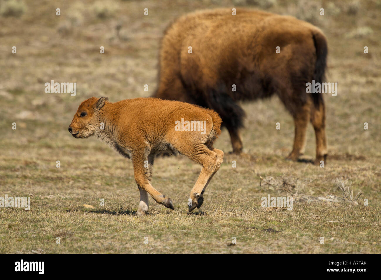 Bison yellowstone spring hi-res stock photography and images - Alamy