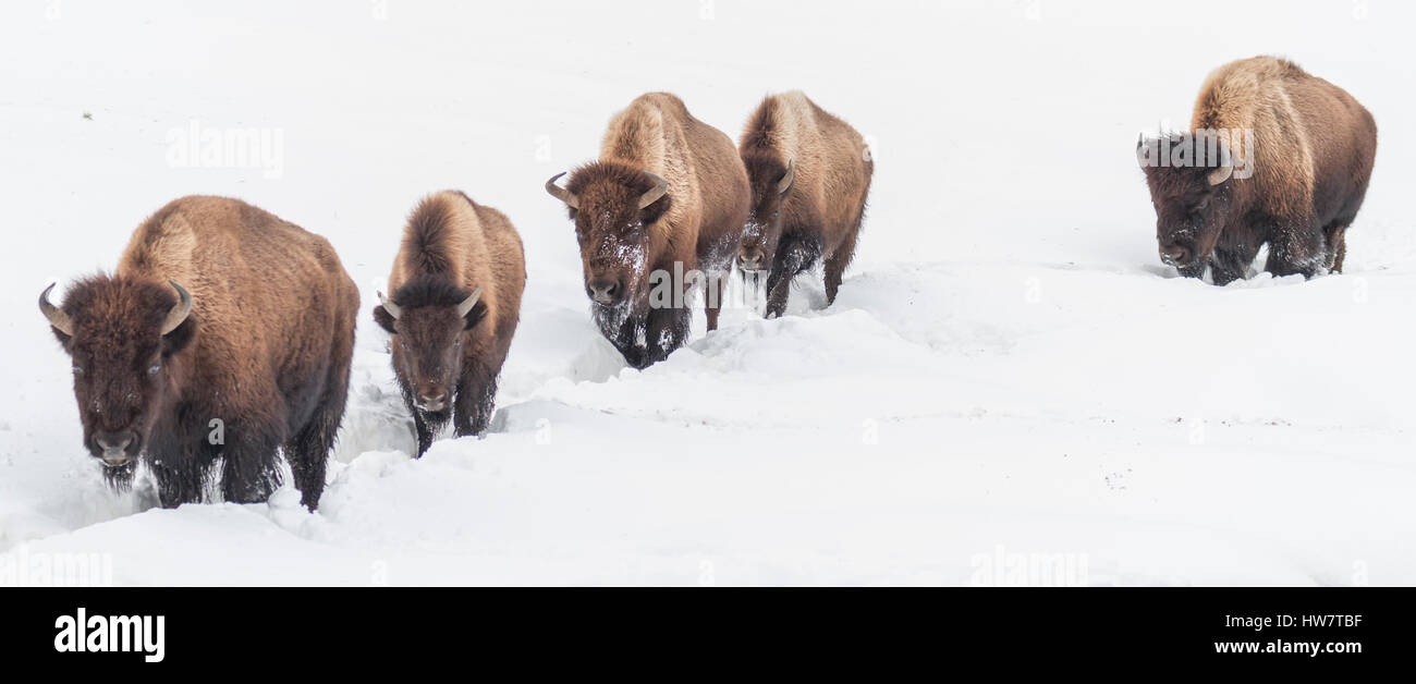 Bison snow hi-res stock photography and images - Alamy