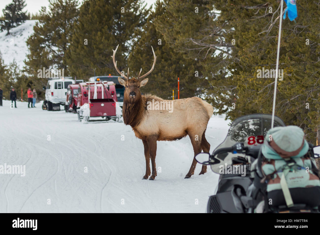 YELLOWSTONE NATIONAL PARK, WYOMING- FEBRUARY, 24, 2014: Elk standing in the road while tourists look on. Stock Photo