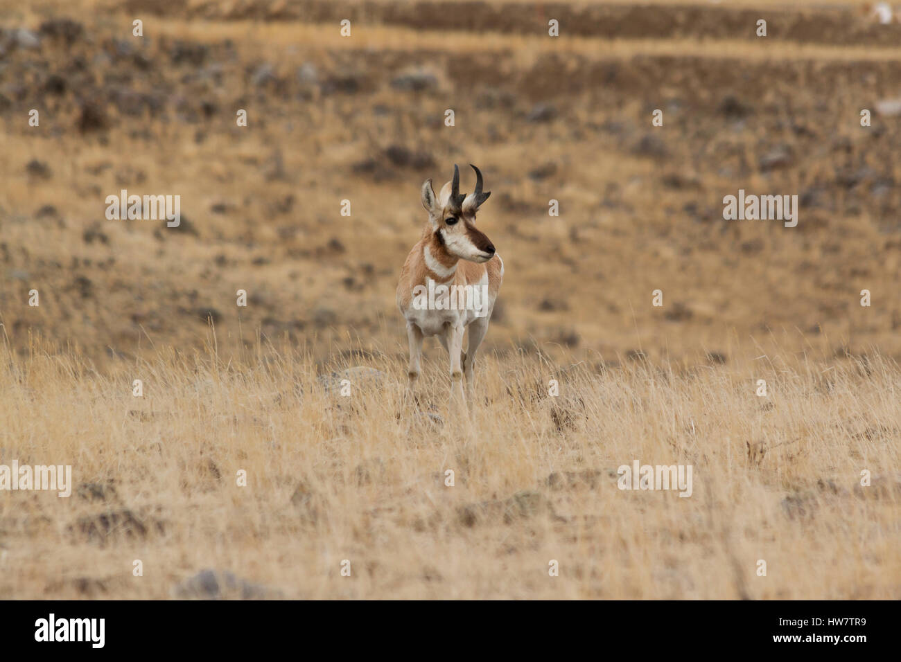 Male Pronghorn standing at attention in the northern part of Yellowstone National Park. Stock Photo