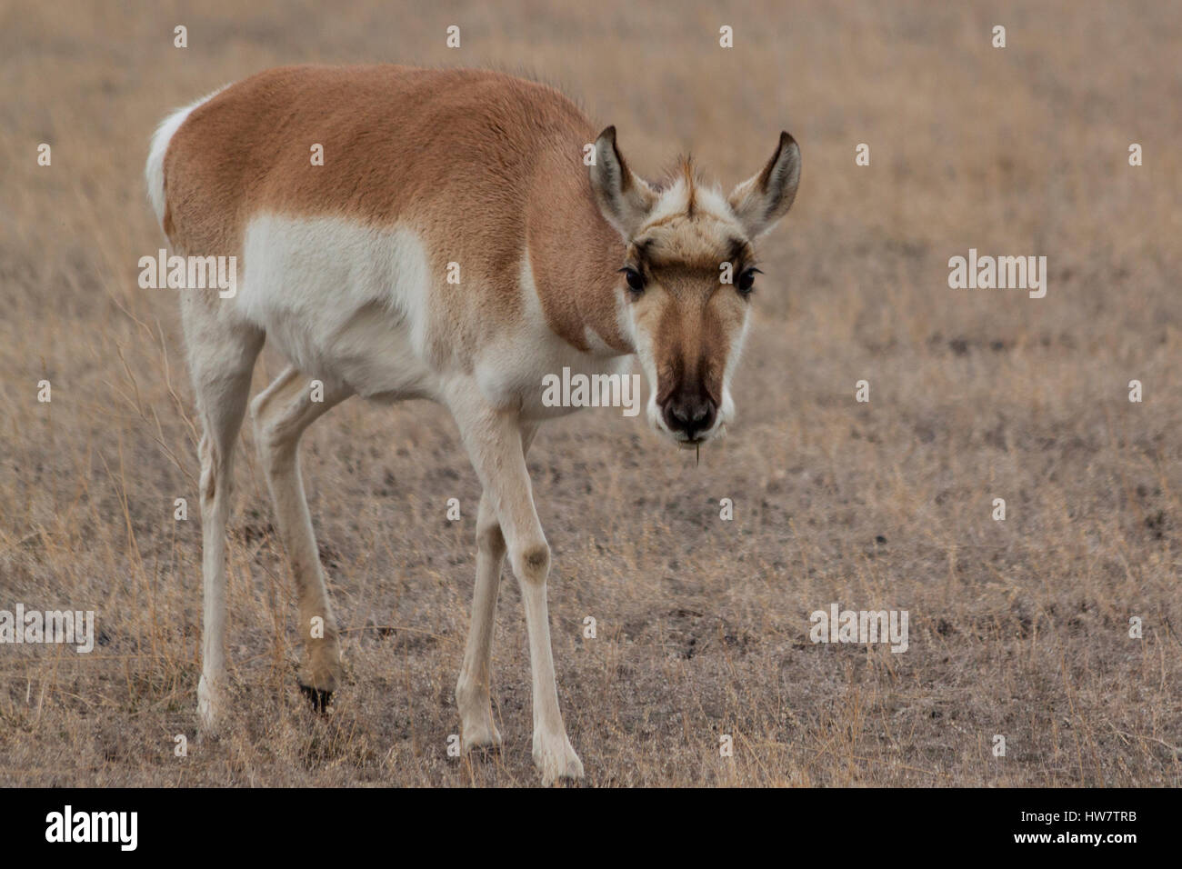 Female pronghorn checking out her photographers, Yellowstone National Park. Stock Photo