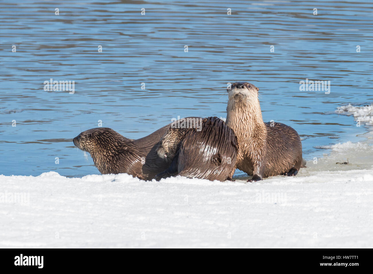 River otters cavorting along the ice on the Yellowstone River. Stock Photo