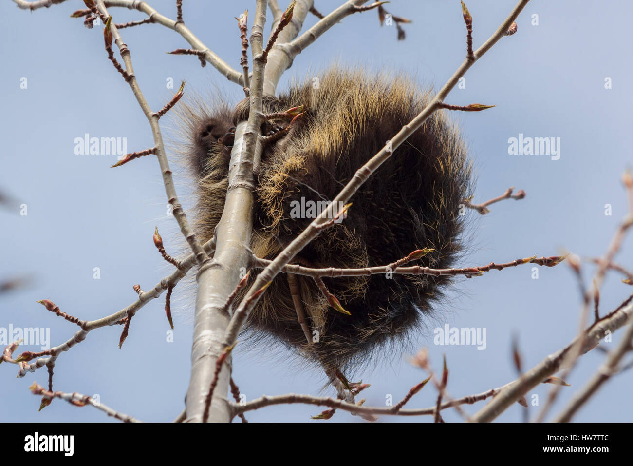 Porcupine curled up in a cottonwood tree, Alaska. Stock Photo