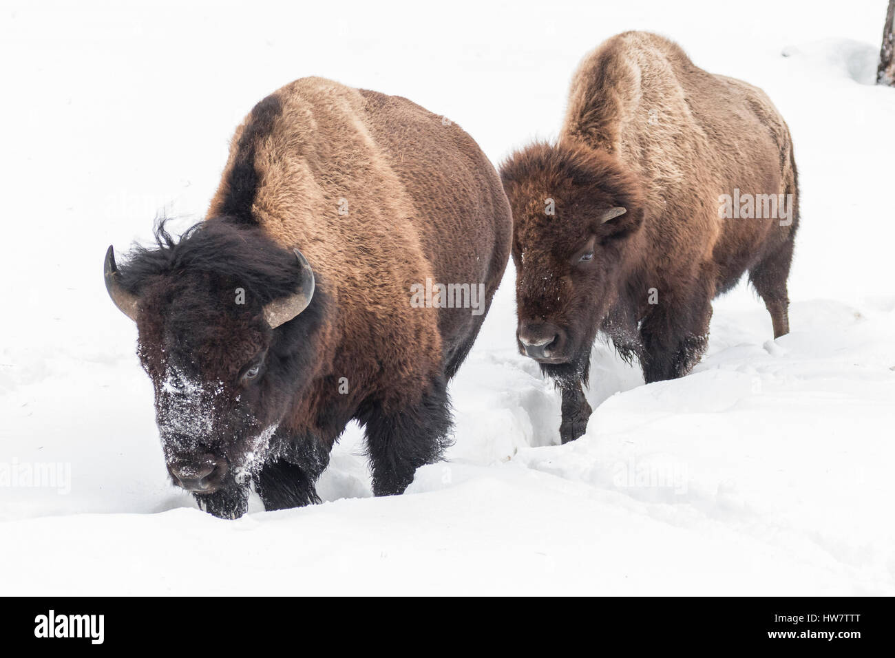 Bison moving through the snow to new feeding areas in Yellowstone National Park. Stock Photo