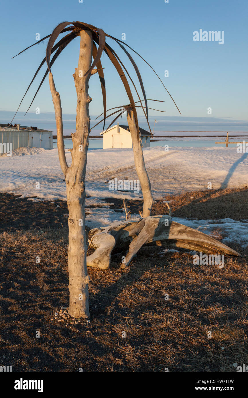 'Palm trees' made from drift wood and baleen near Duck Camp, Barrow, Alaska. Stock Photo