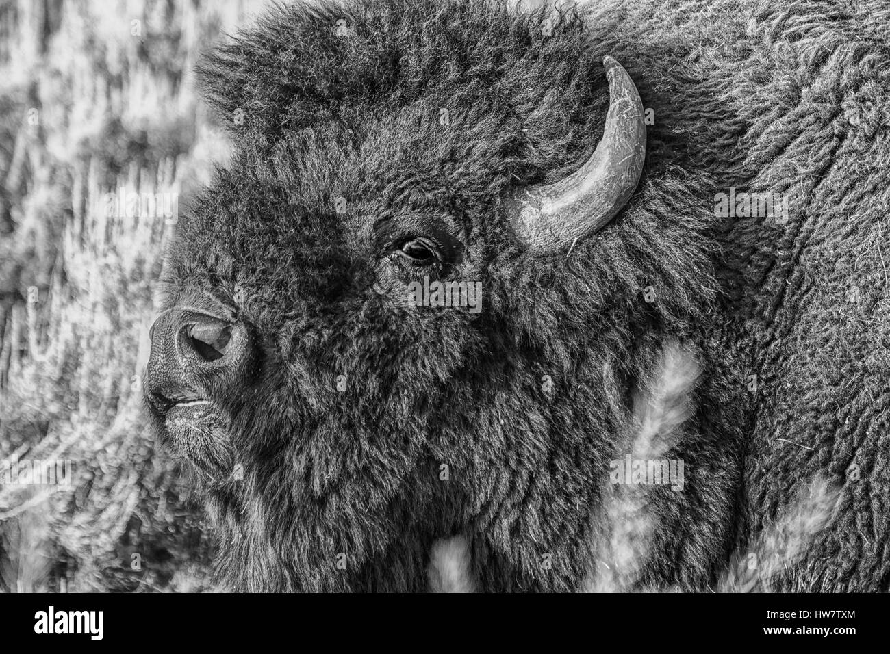 Bison bellowing during the rut in Yellowstone National Park, Wyoming. Stock Photo