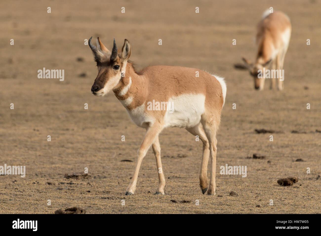 Pronghorn antelope in Yellowstone National Park, Wyoming. Stock Photo