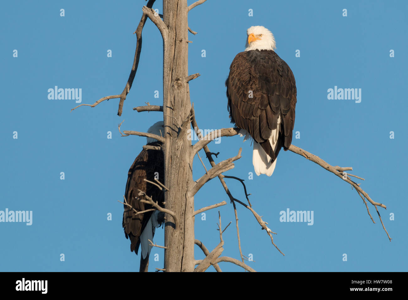 Bald Eagles roosting on a dead tree, Yellowstone National Park, Wyoming. Stock Photo