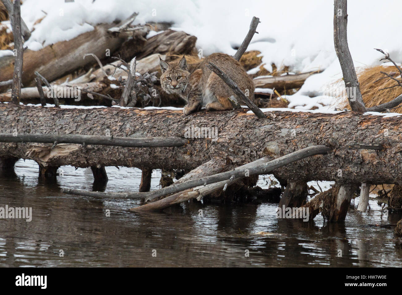 Bobcat waiting for dinner to float by in Yellowstone National Park, Wyoming. Stock Photo