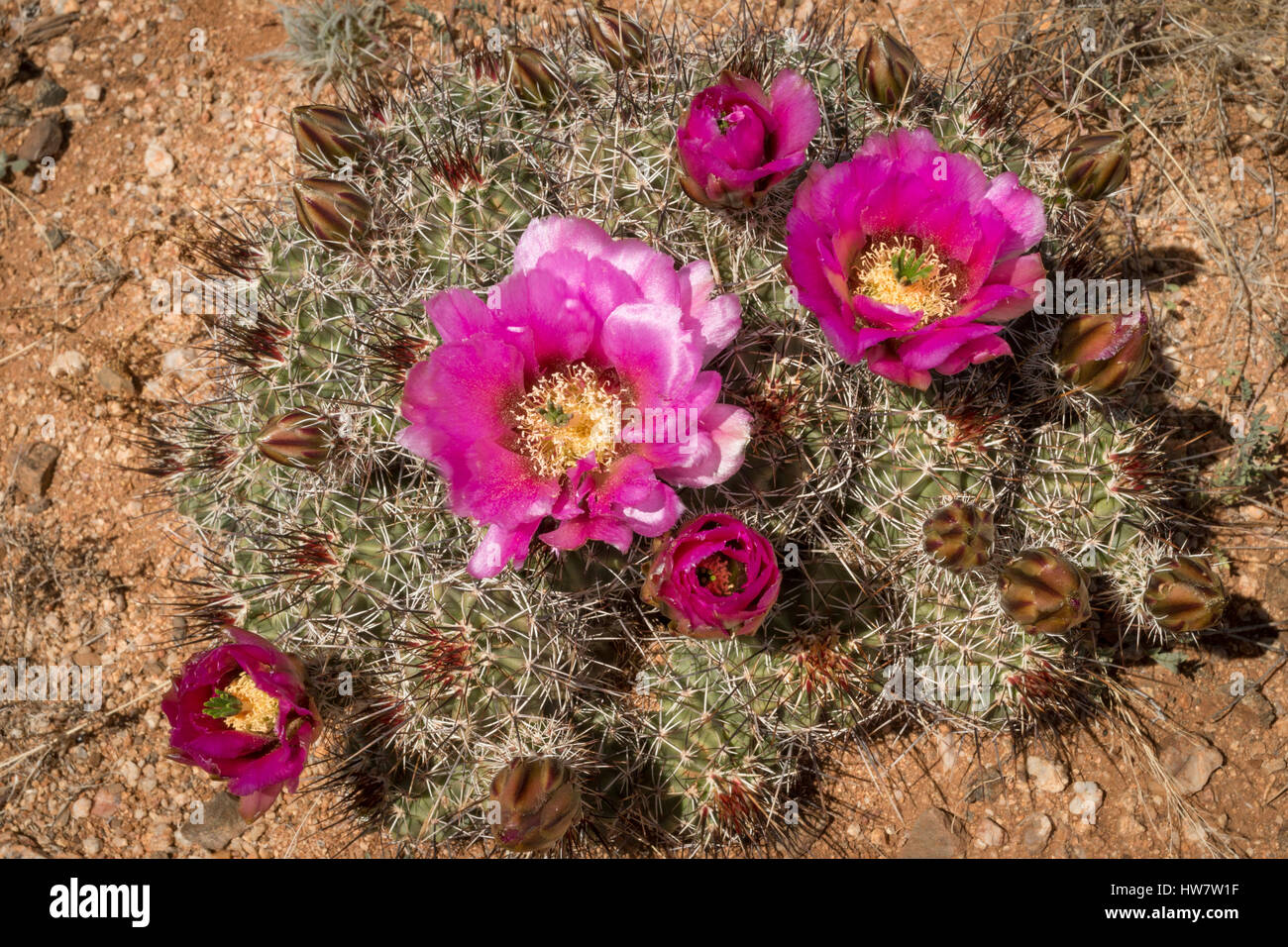 Cactus blooming along the Continental Divide Trail in southern New Mexico. Stock Photo