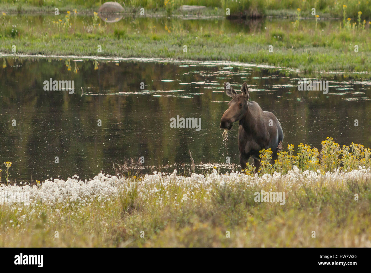 Alaska animal hi-res stock photography and images - Alamy