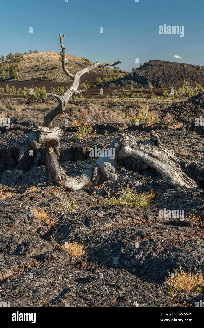 Dead tree on an ancient lava flow at Craters of the Moon National Monument, Idaho. Stock Photo
