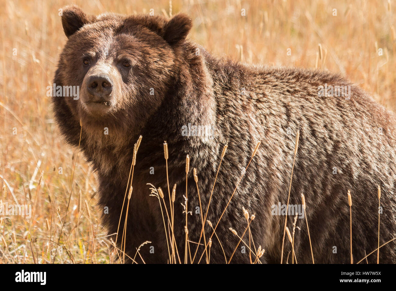 Grizzly bear in Yellowstone National Park, Wyoming. Stock Photo