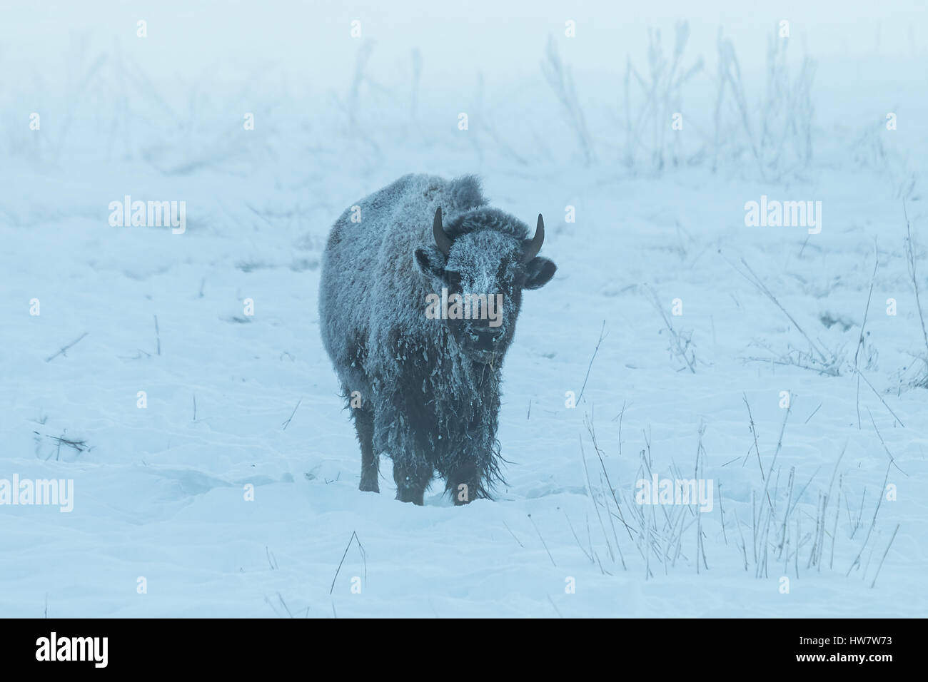 Frosty bison in the fog on a sub-zero winter morning in Yellowstone National Park, Wyoming. Stock Photo