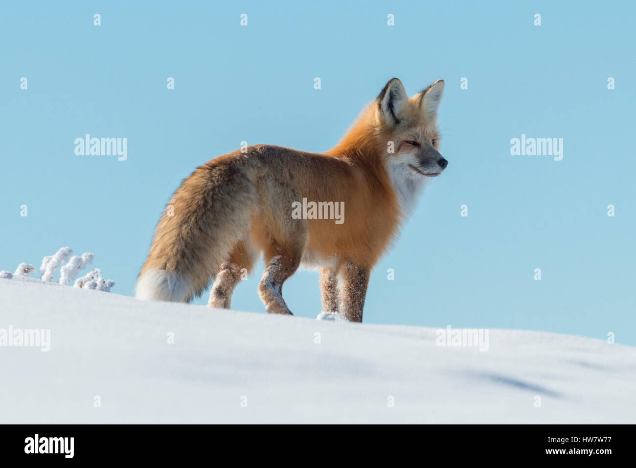 Red Fox in Hayden Vally, Yellowstone National Park, Wyoming. Stock Photo