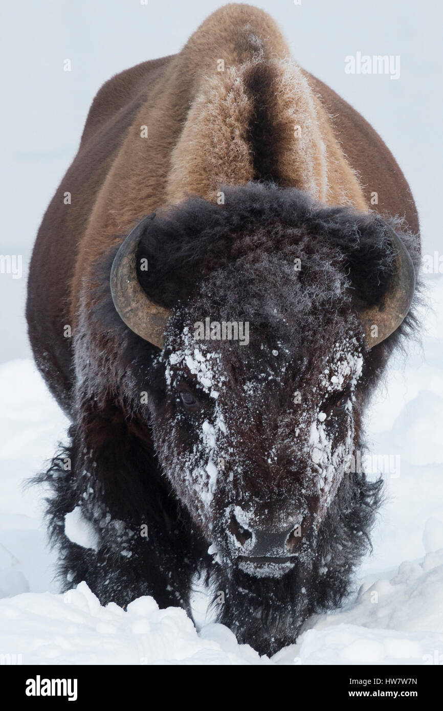 Bull bison feeding in the deep snow in Yellowstone National Park, Wyoming. Stock Photo
