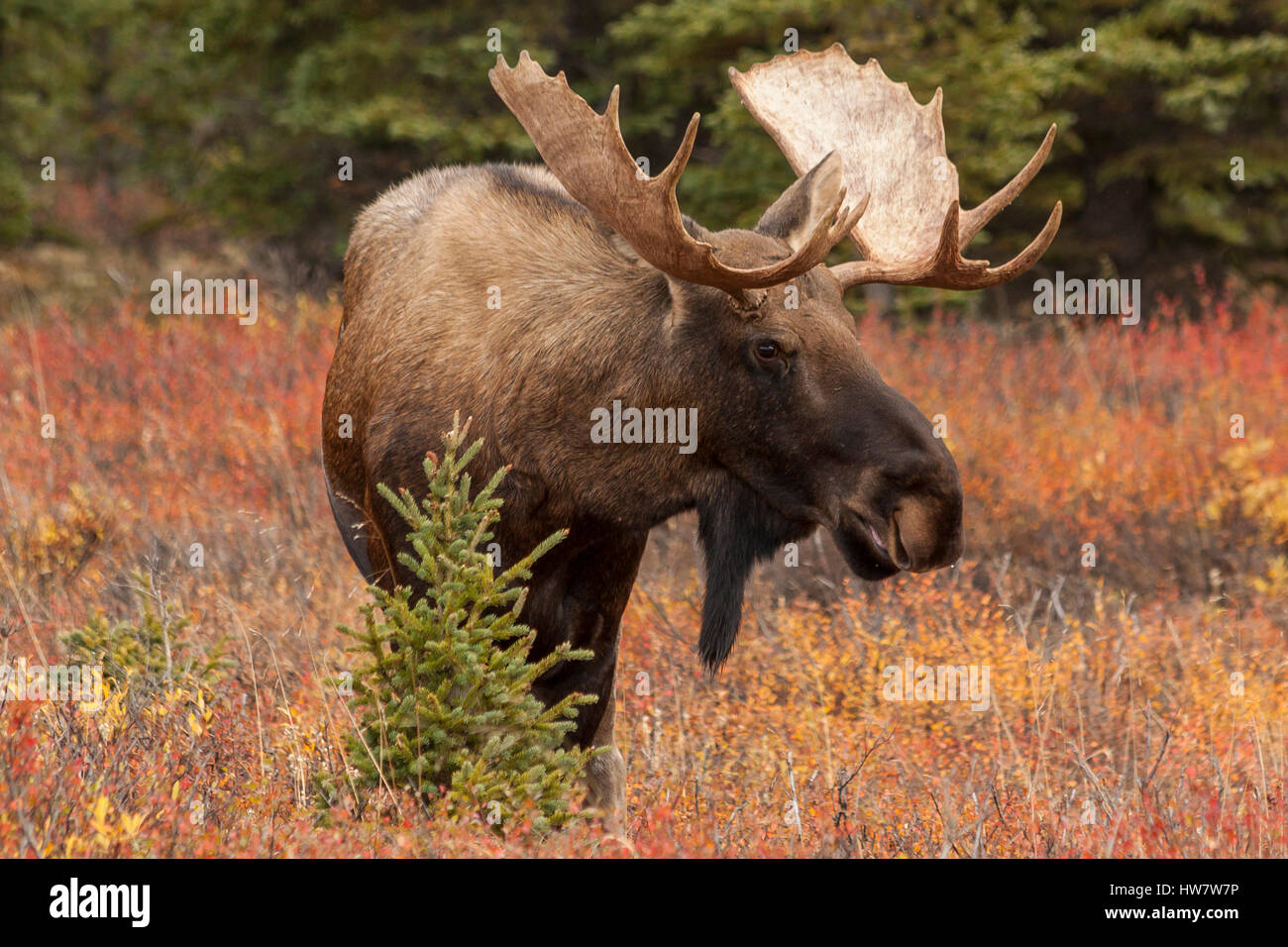 Bull moose in Denali National Park, Alaska. Stock Photo