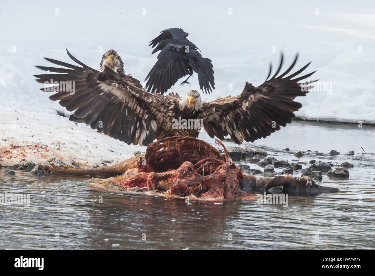 Immature bald eagles on an elk carcass in the Madison River, Yellowstone National Park. Stock Photo