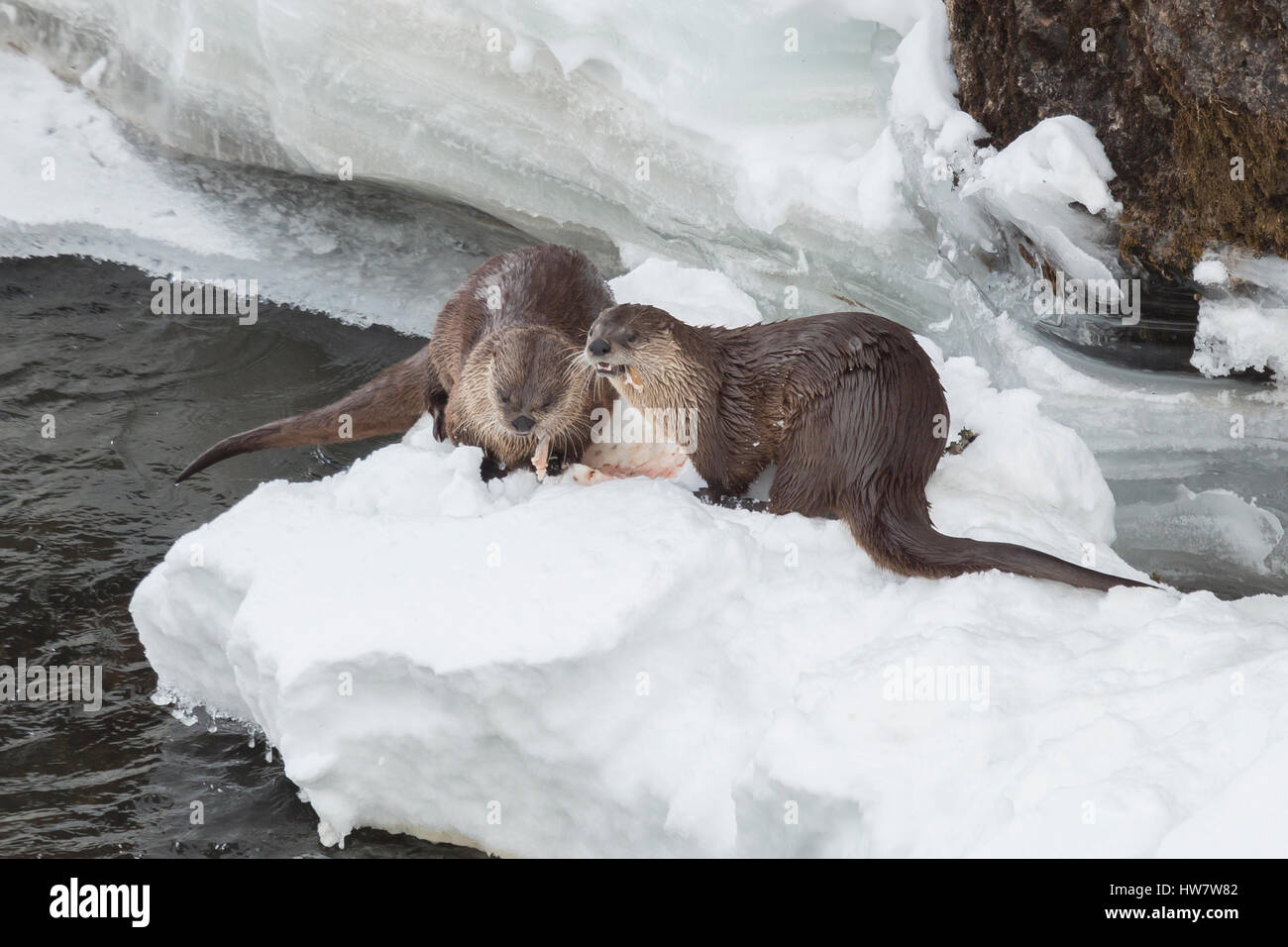 River otters feeding on trout in the Yellowstone River, Yellowstone National Park, Wyoming. Stock Photo