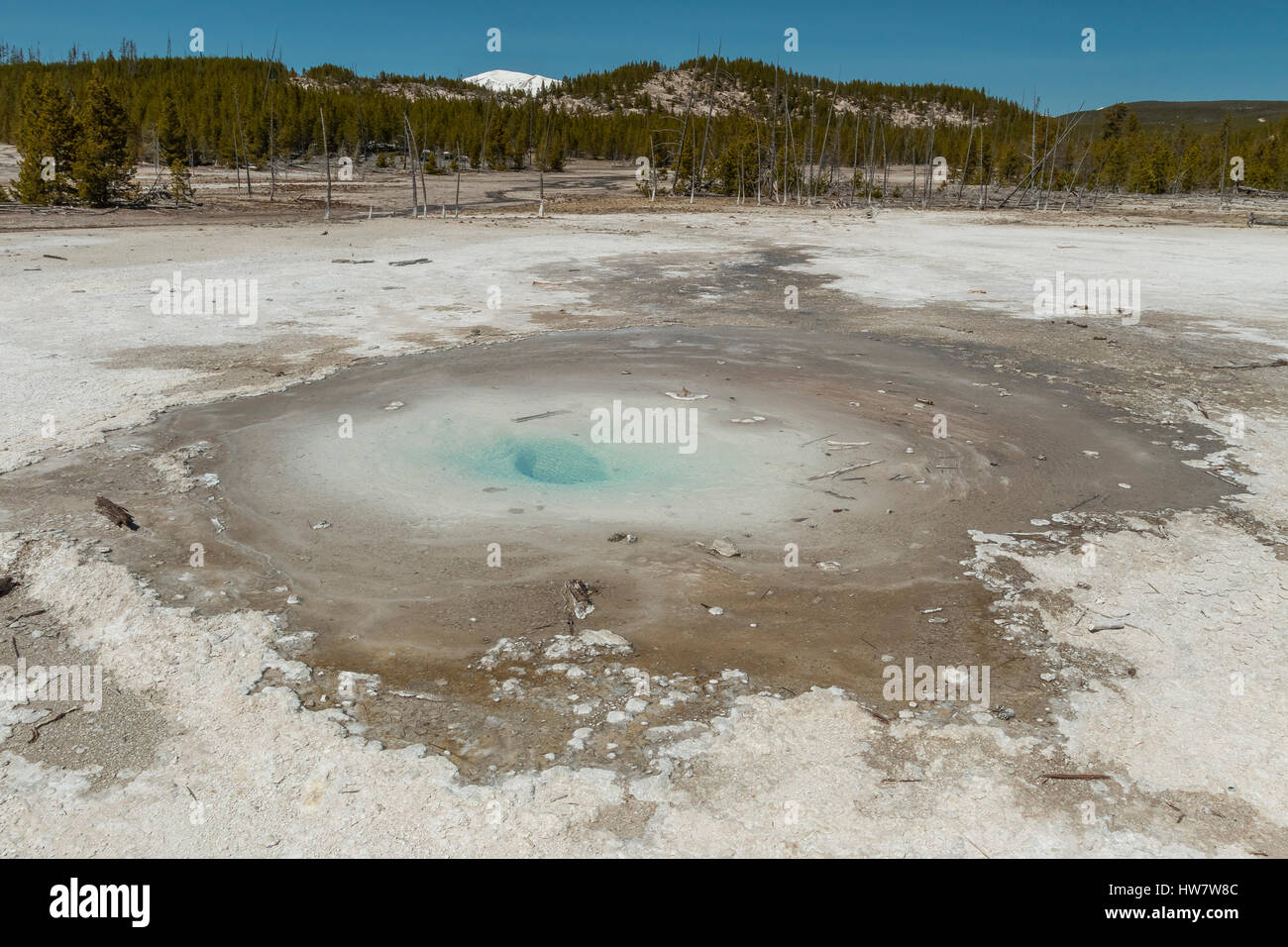 Pearl Geyser at Norris Geyser Basin in Yellowstone National Park, Wyoming. Stock Photo