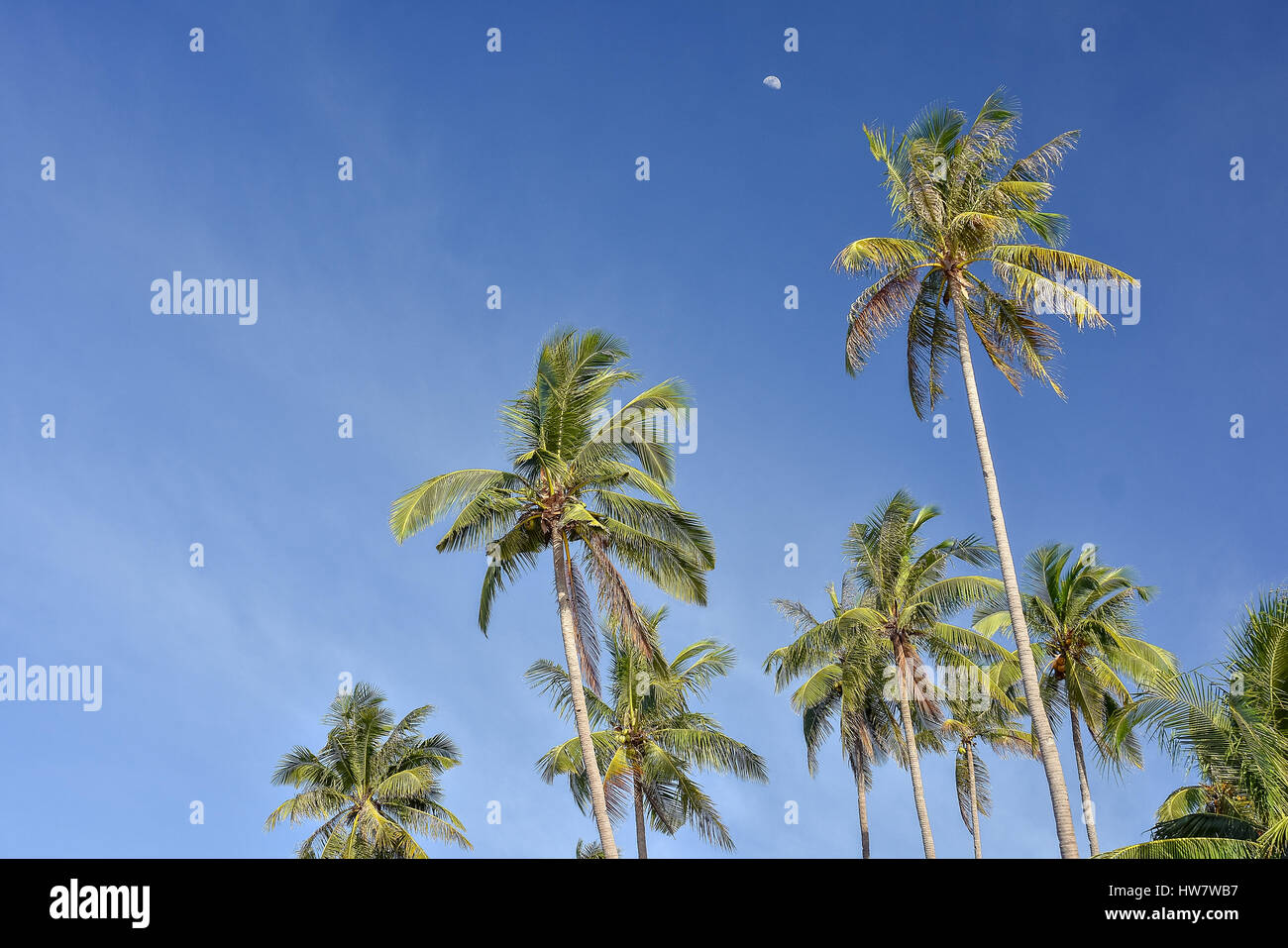 Upwards view of the tops of tall palm trees against a clear blue sky and a half moon in the distance. Stock Photo