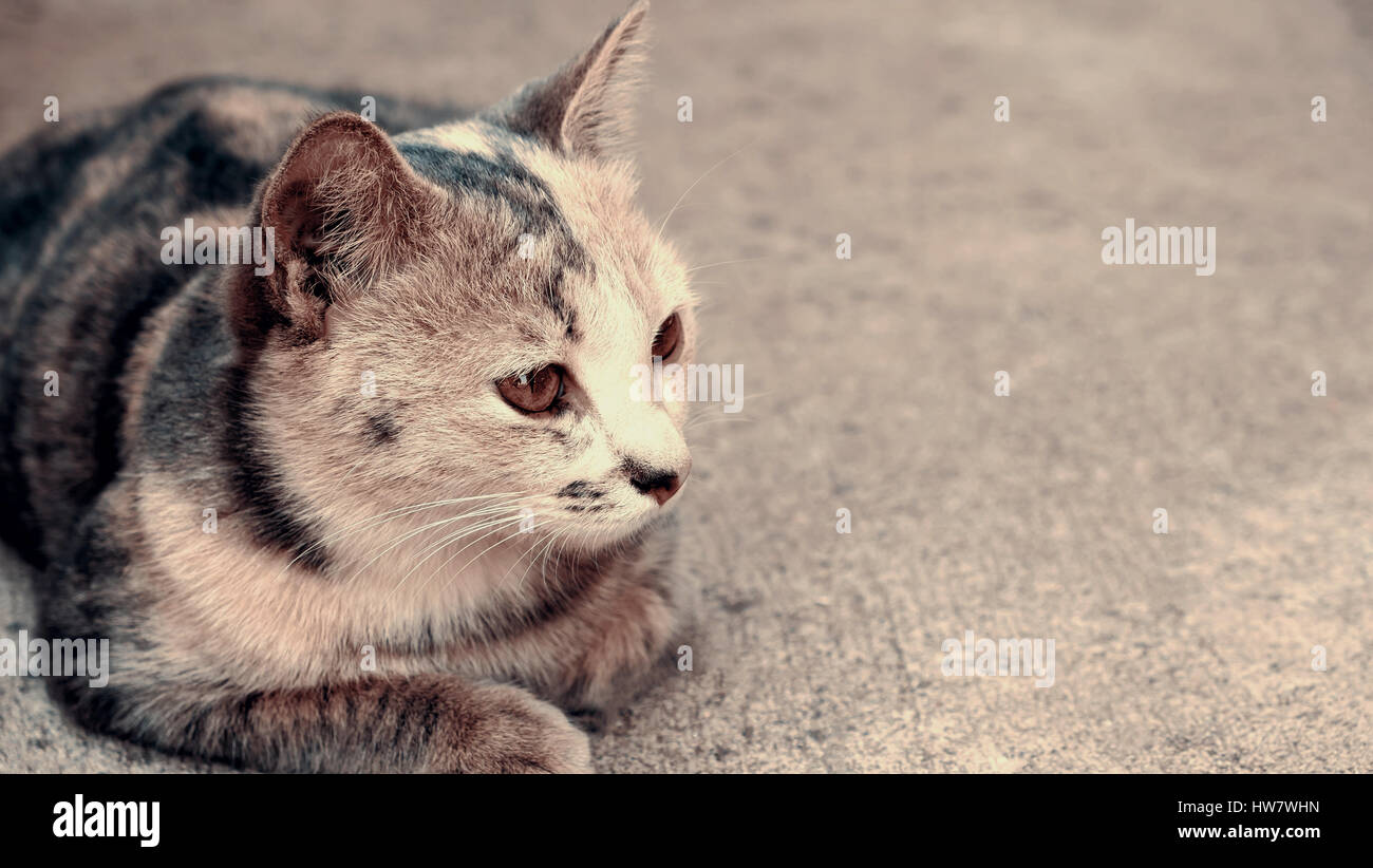 Black and white cat sitting on concrete background, Cat portrait Stock ...