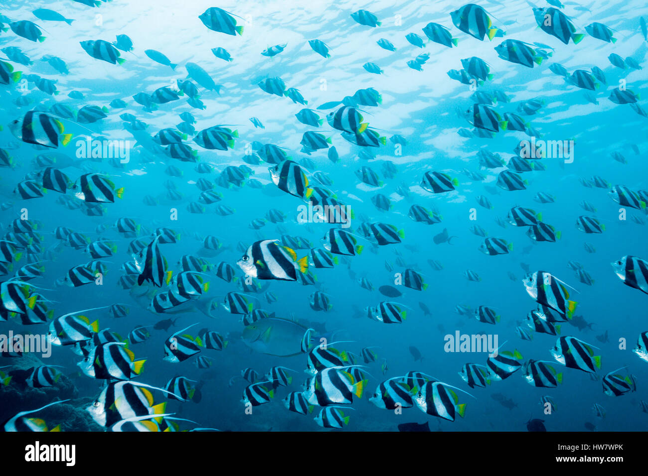 Shoal of Pennant Bannerfish, Heniochus diphreutes, North Male Atoll, Maldives Stock Photo