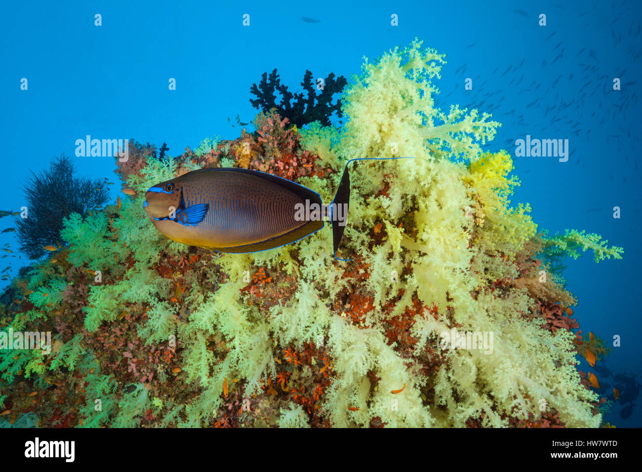 Bignose Unicornfish at Coral Reef, Naso vlamingii, Felidhu Atoll, Maldives Stock Photo
