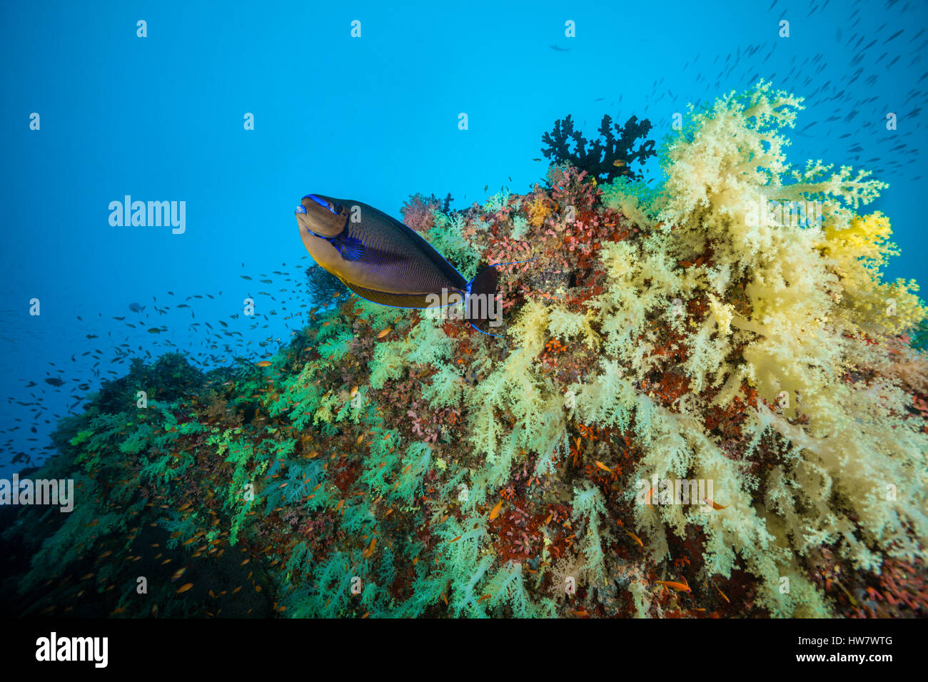 Bignose Unicornfish at Coral Reef, Naso vlamingii, Felidhu Atoll, Maldives Stock Photo