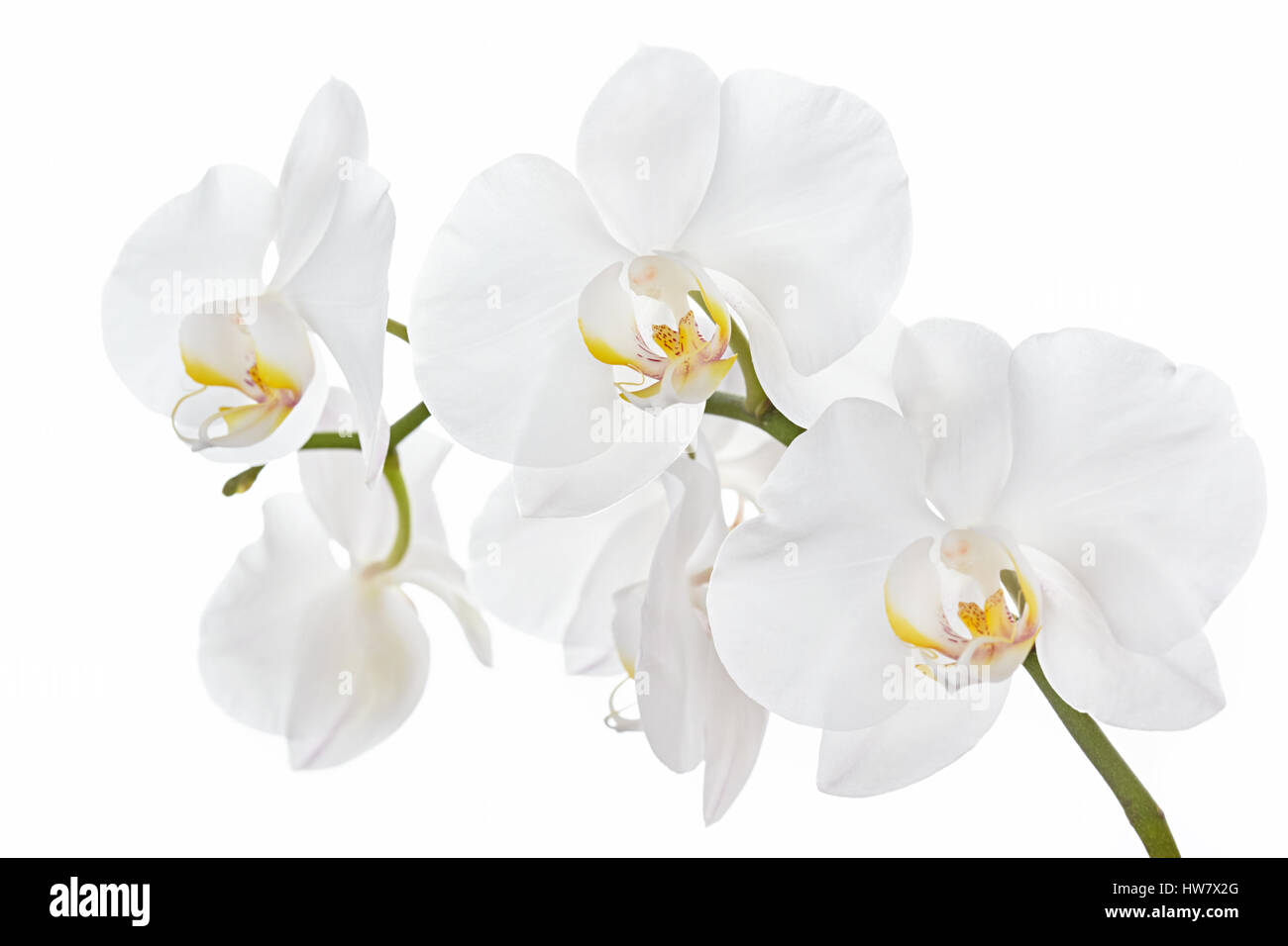 The branch of orchids on a white background Stock Photo