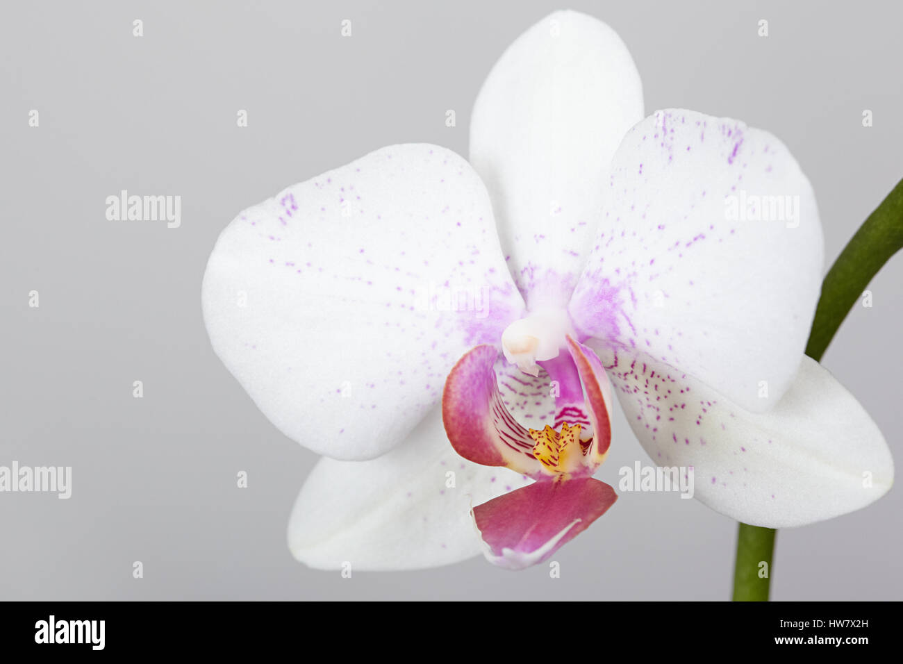 The flower of orchids on a grey background Stock Photo