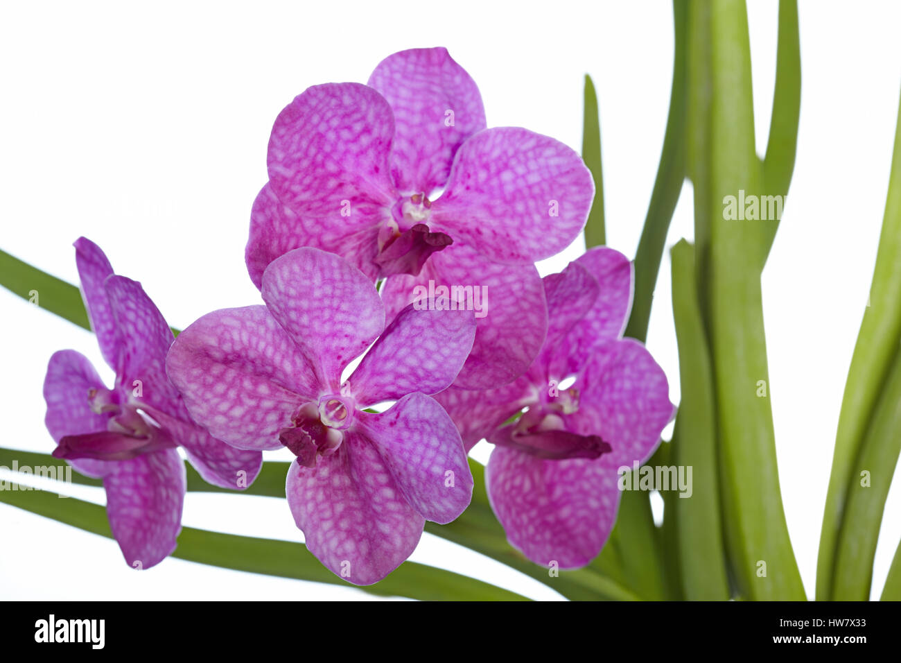 The branch of purple orchid Stock Photo