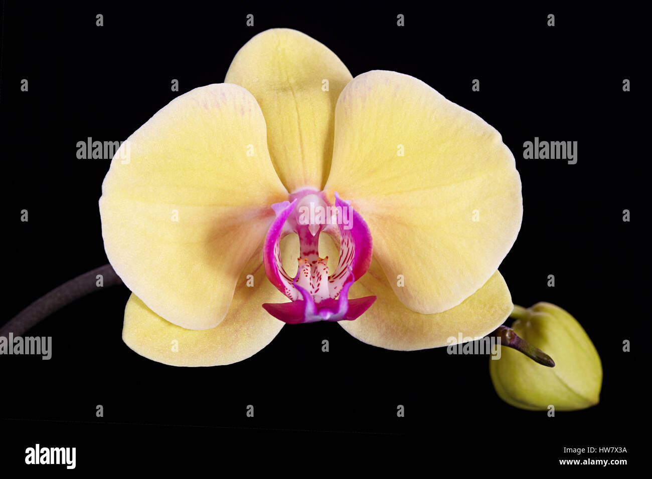 Flower of a yellow orchid on a black background Stock Photo
