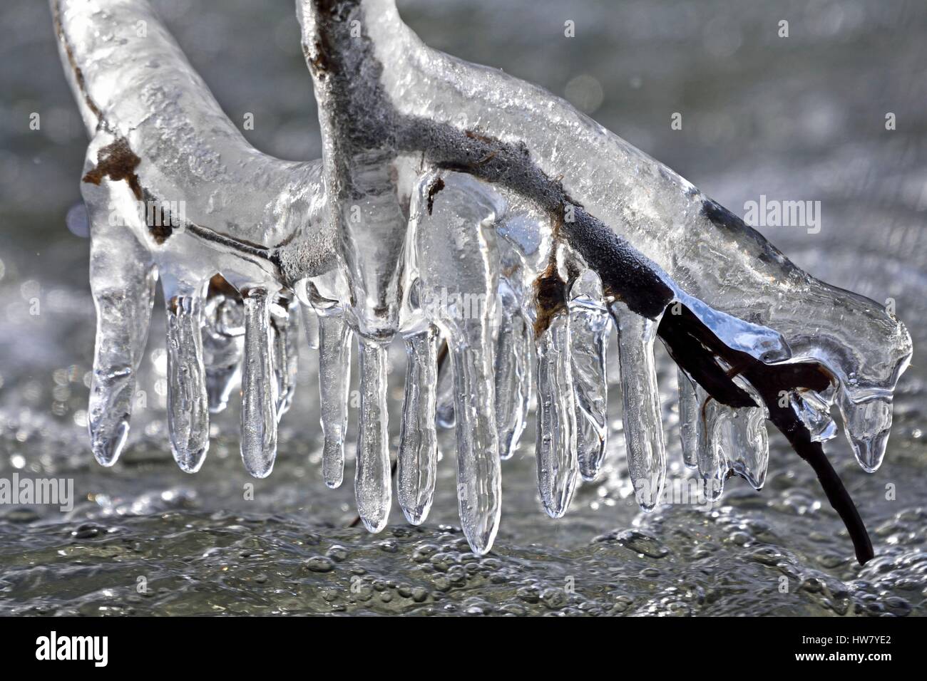 France, Doubs, Nommay, formation of icicles hanging from the branches of willows along the river Tasty Stock Photo