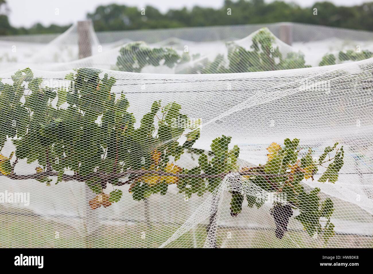 Australia, Victoria, Rutherglen, vines under netting Stock Photo Alamy