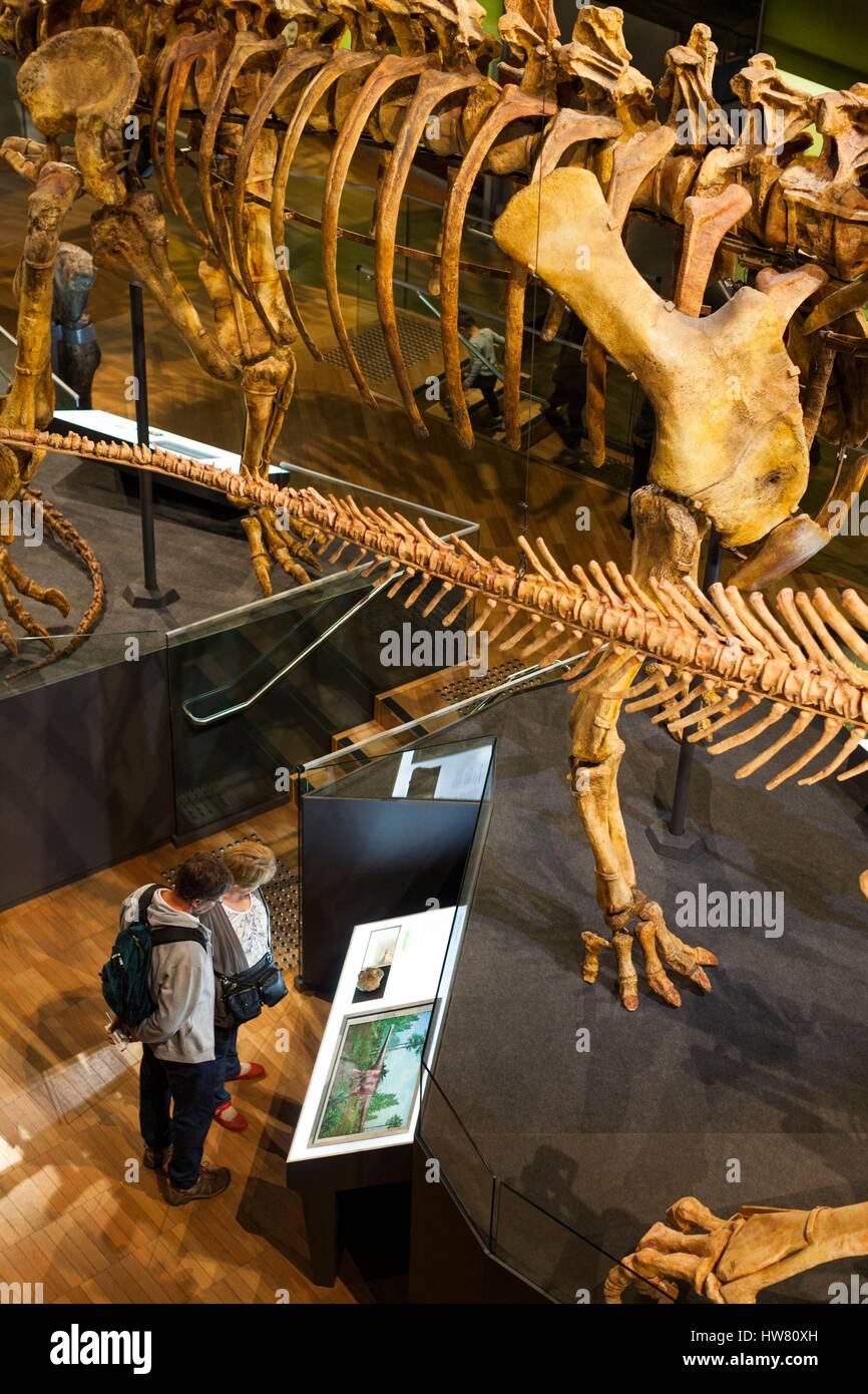 Australia, Victoria, Melbourne, Carlton, Melbourne Museum, biology and natural history exibit Stock Photo