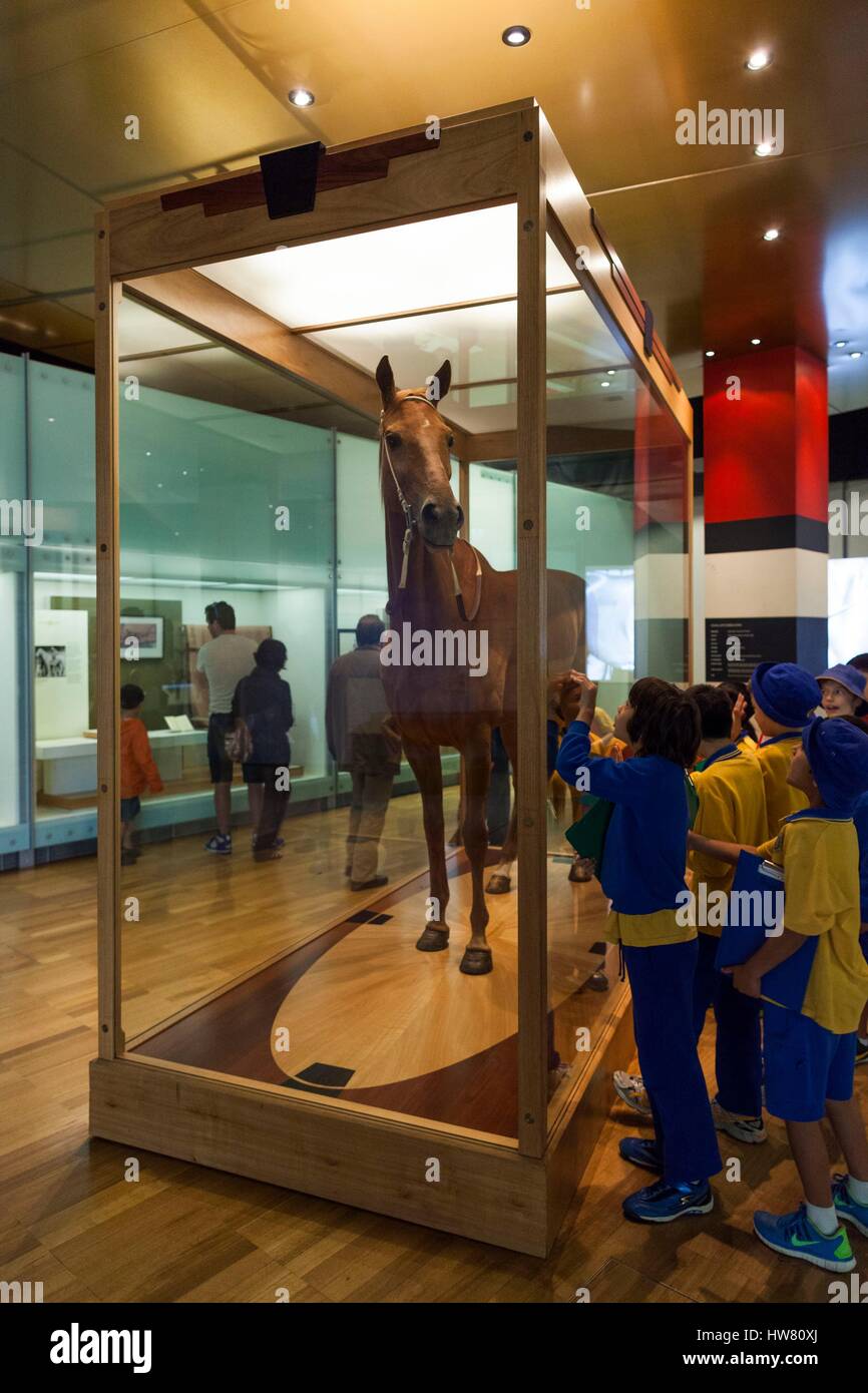 Australia, Victoria, Melbourne, Carlton, Melbourne Museum, Phar Lap, famous Australian racing horse Stock Photo