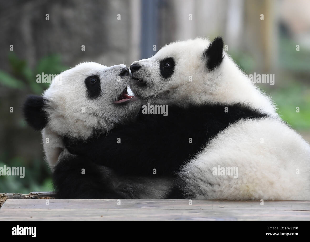 Chongqing, China. 18th Mar, 2017. Giant panda cubs Yu Bao (L) and Yu ...