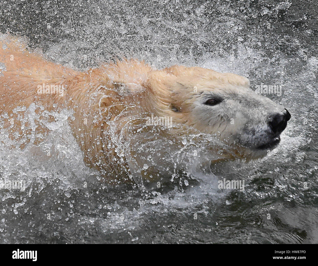 Hanover, Germany. 9th Mar, 2017. The new female polar bear Milana, photographed at the zoo in Hanover, Germany, 9 March 2017. Milana moved to Hanover from the zoo in Moscow at the end of January. Photo: Holger Hollemann/dpa/Alamy Live News Stock Photo