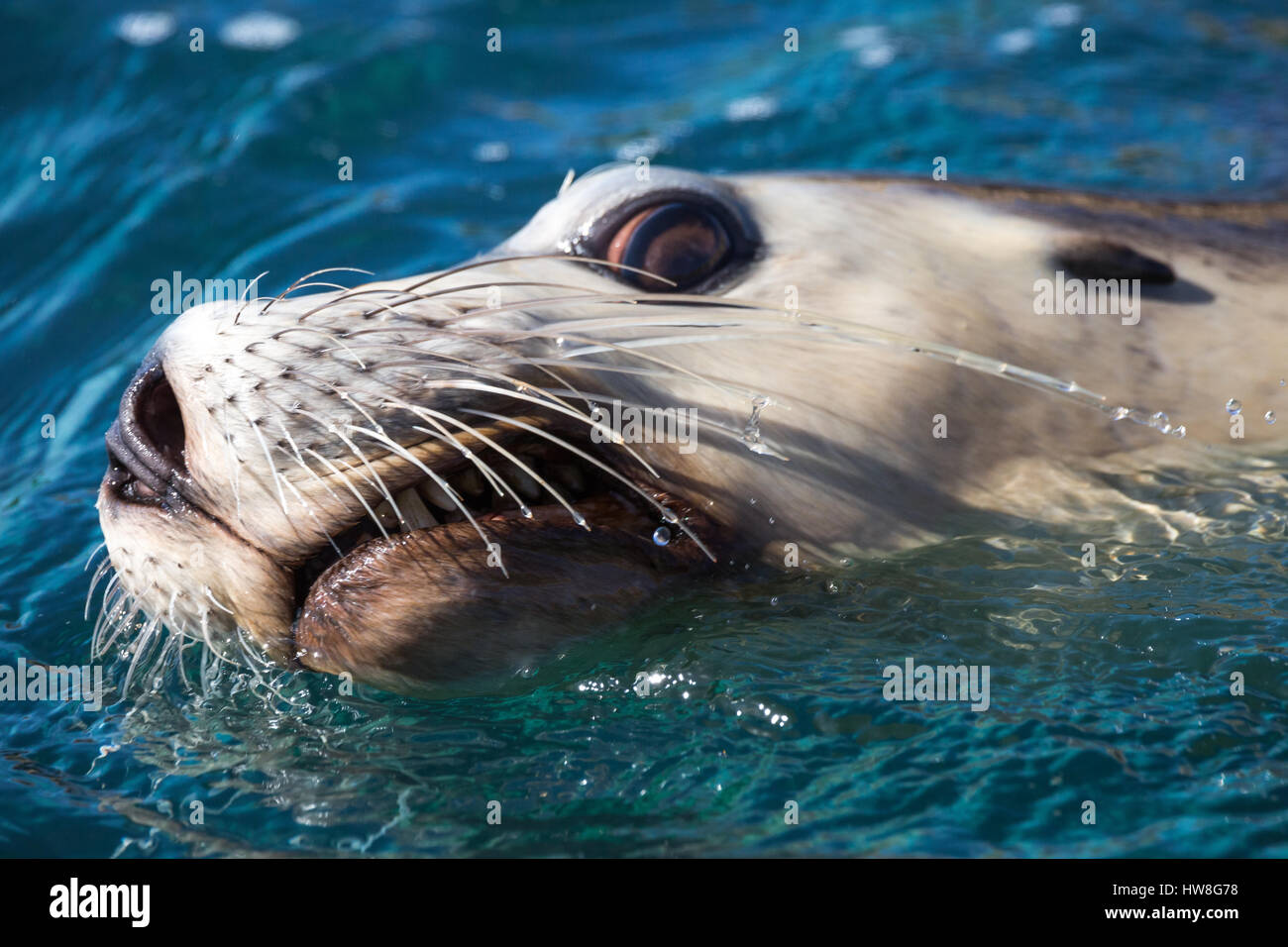 Australian Sea-lion (Neophoca cinerea) Stock Photo
