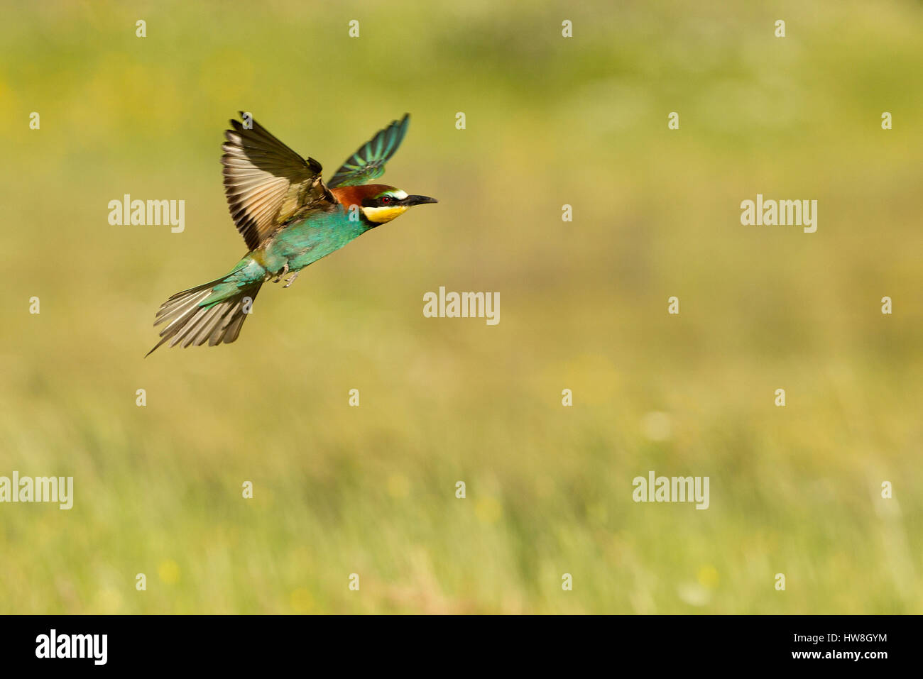 Merops apiaster prey hi-res stock photography and images - Alamy