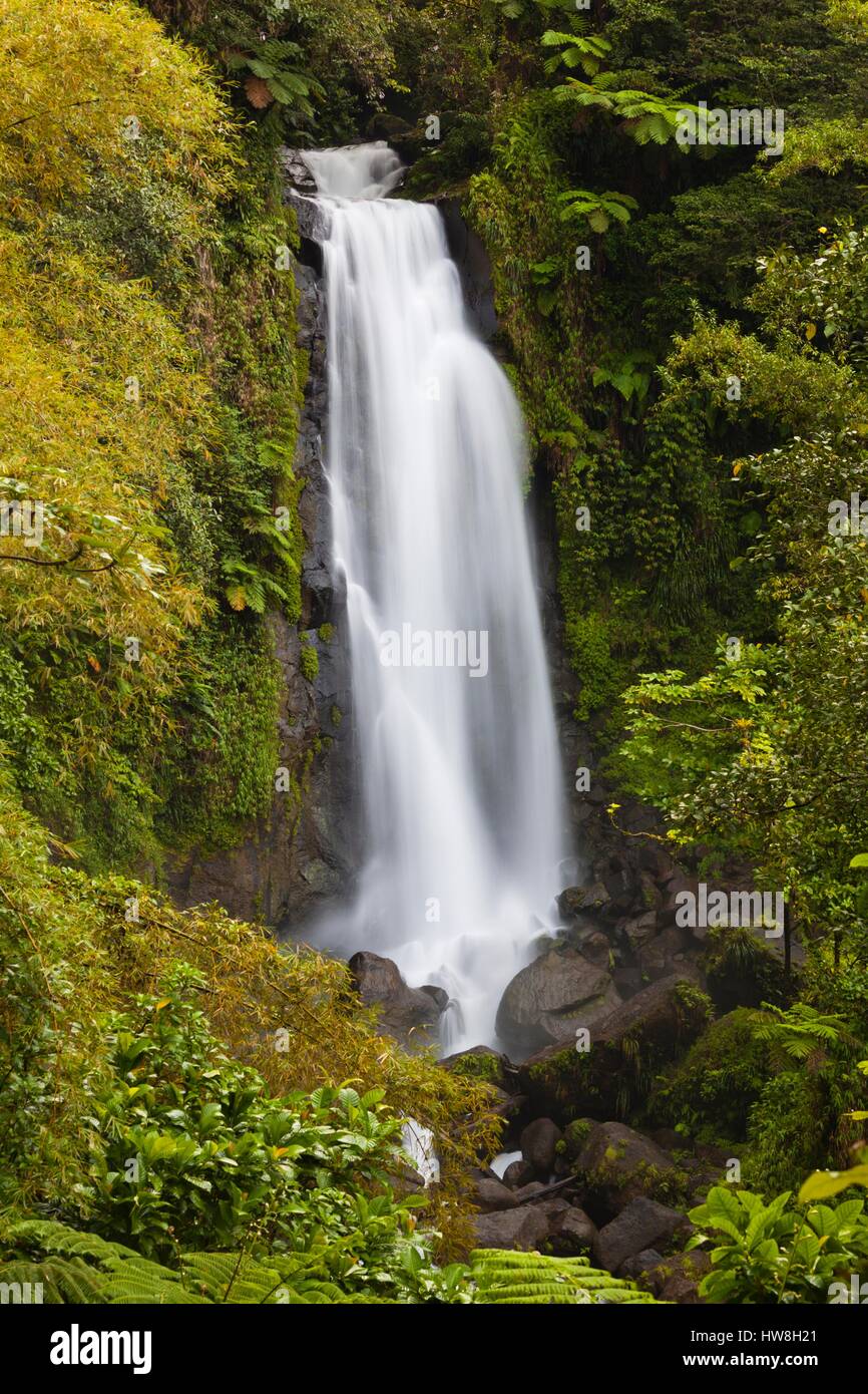 Dominica, Roseau, Roseau Valley, Trafalgar Falls Stock Photo Alamy