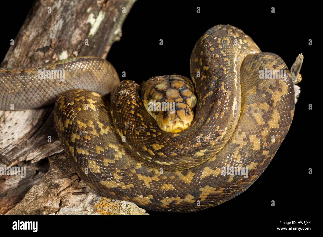 Indonesia, East Nusa Tenggara, Rinca Island, Komodo National Park ...