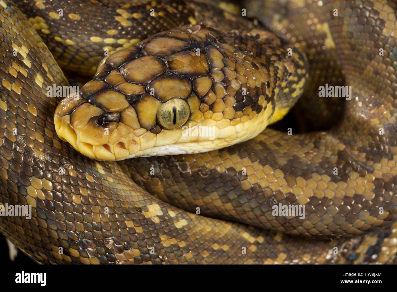 Indonesia, East Nusa Tenggara, Rinca Island, Komodo National Park ...