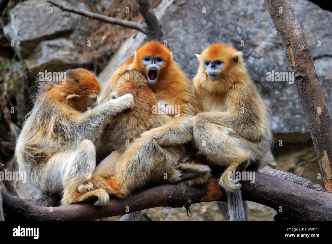 China, Shaanxi province, Qinling Mountains, Golden Snub-nosed Monkey