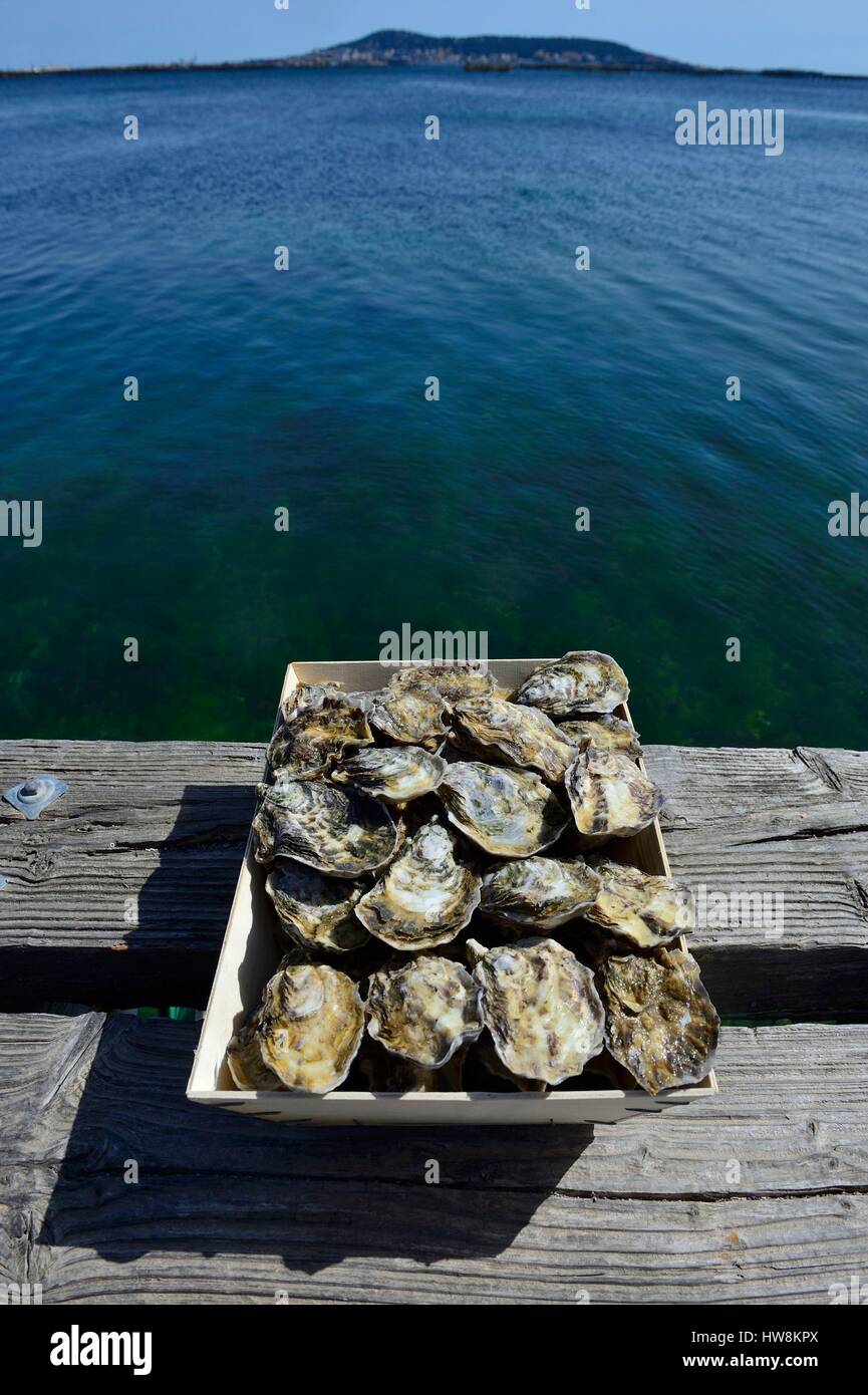 France, Herault, Sete, Etang de Thau, oysters Stock Photo Alamy